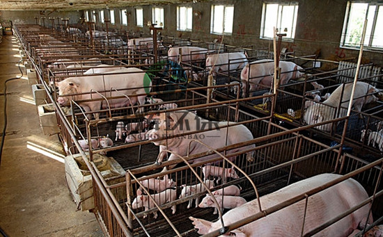 养殖污水处理、养猪场污水处理